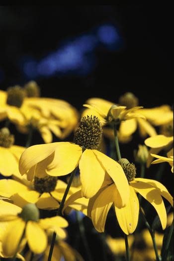 Rudbeckia 'herbstonne' - 1 gal - Sandhill Nursery