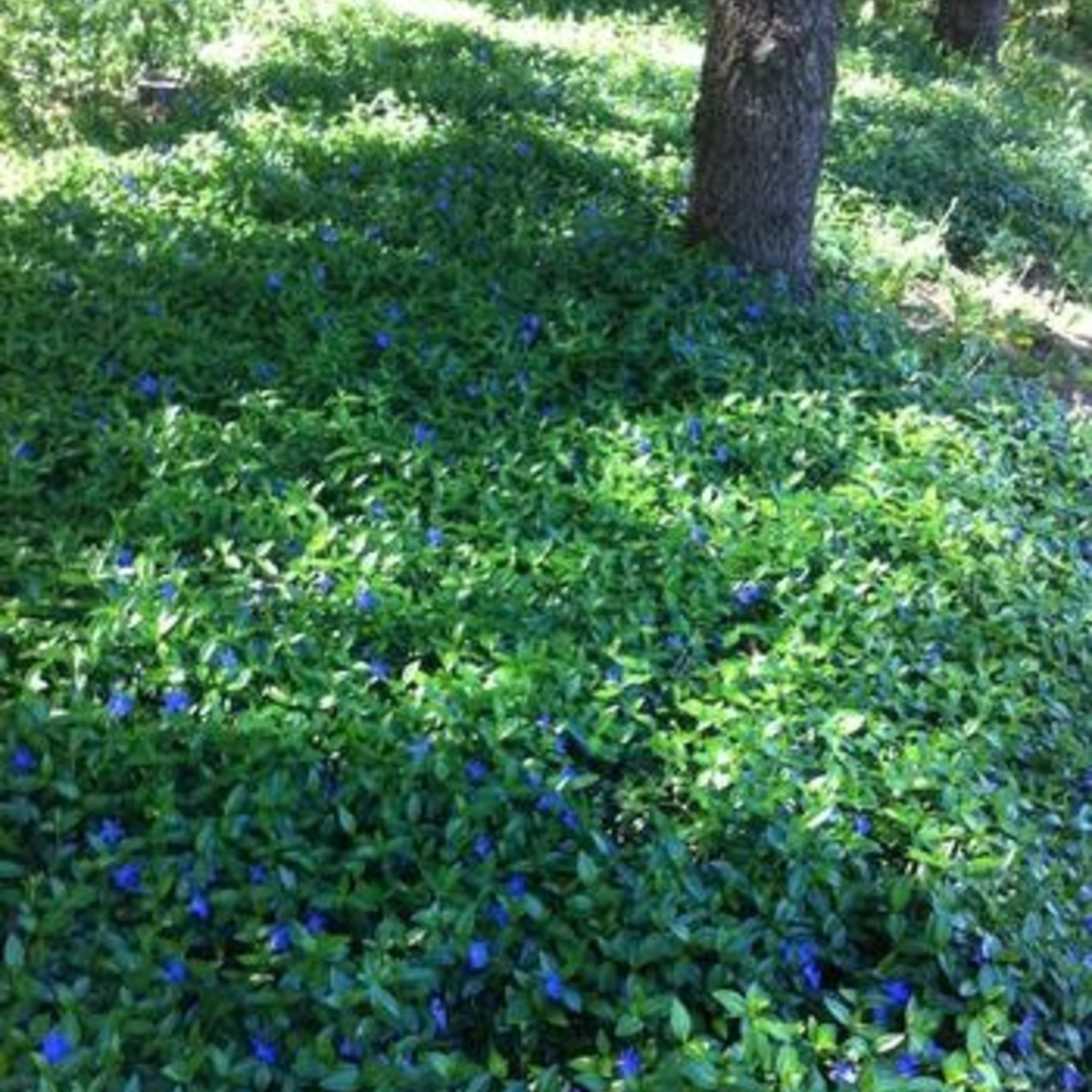 vinca minor bowles