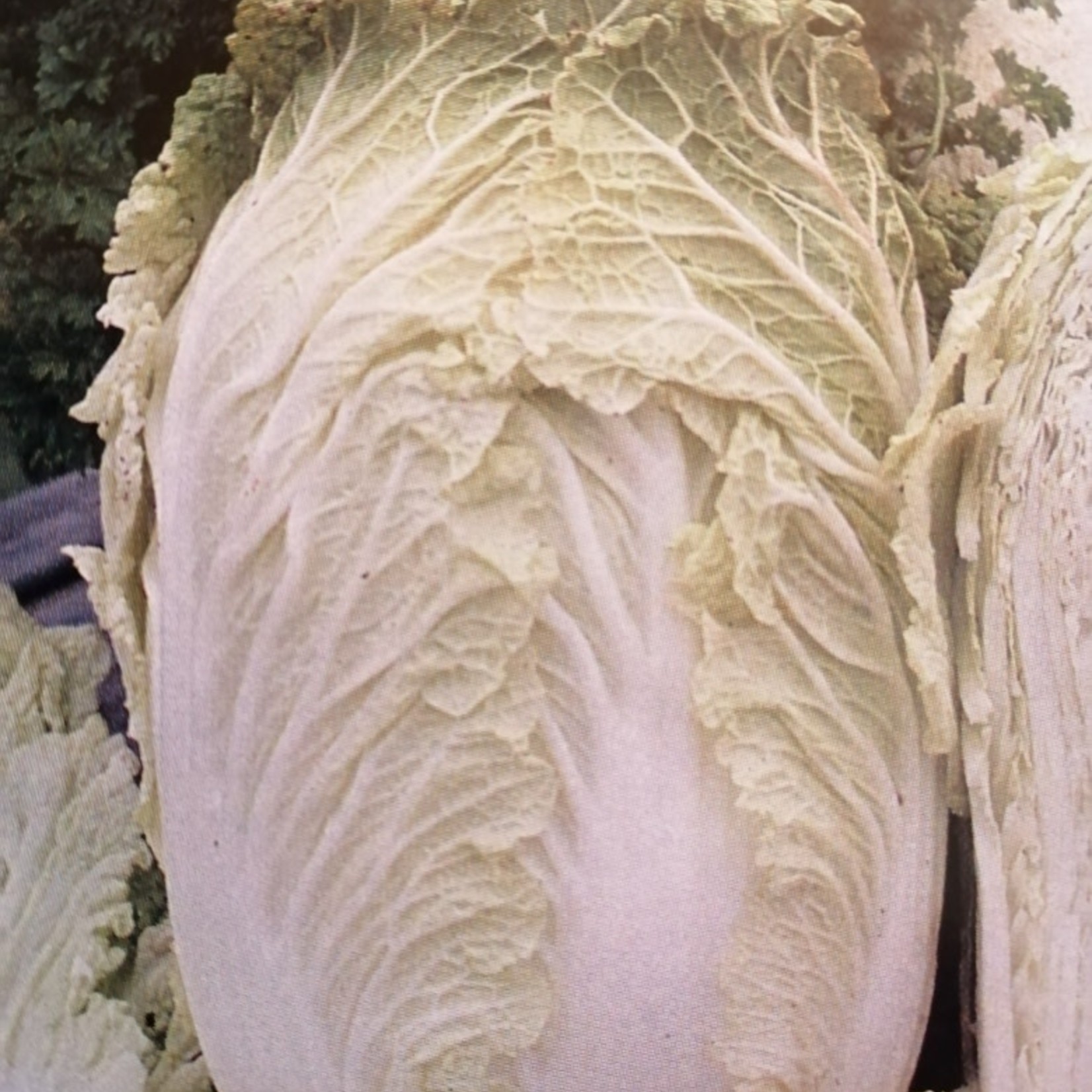 Cabbage (seed pkg)