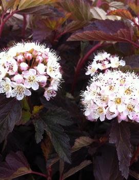 Ninebark Coppertina 3 Gal Sandhill Nursery