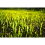 Grass Seed: Envirogreen 1000 Turf Mixture