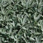 4" Perennial\ Artemisia Silver King