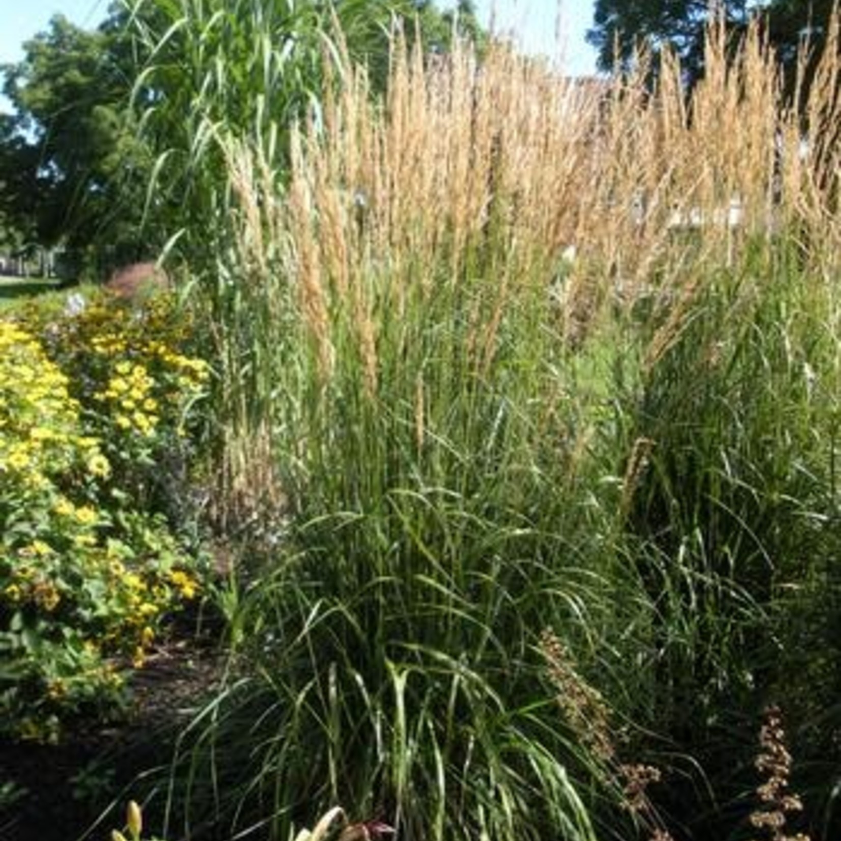 Feather Reed Grass - calamagrostis 'Karl Foerster'