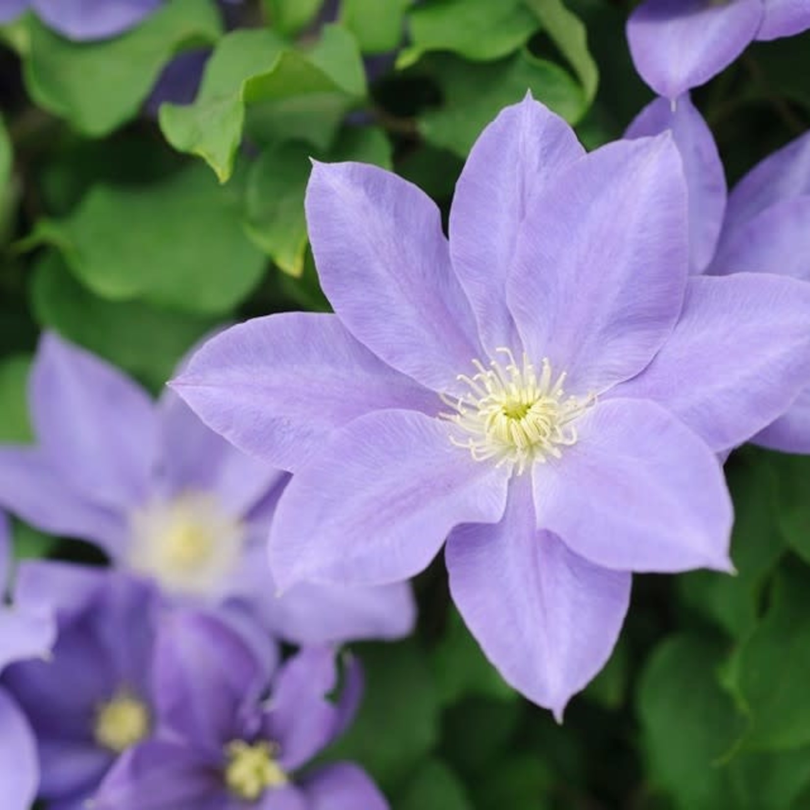 Clematis 'diana's delight' - 1 gal