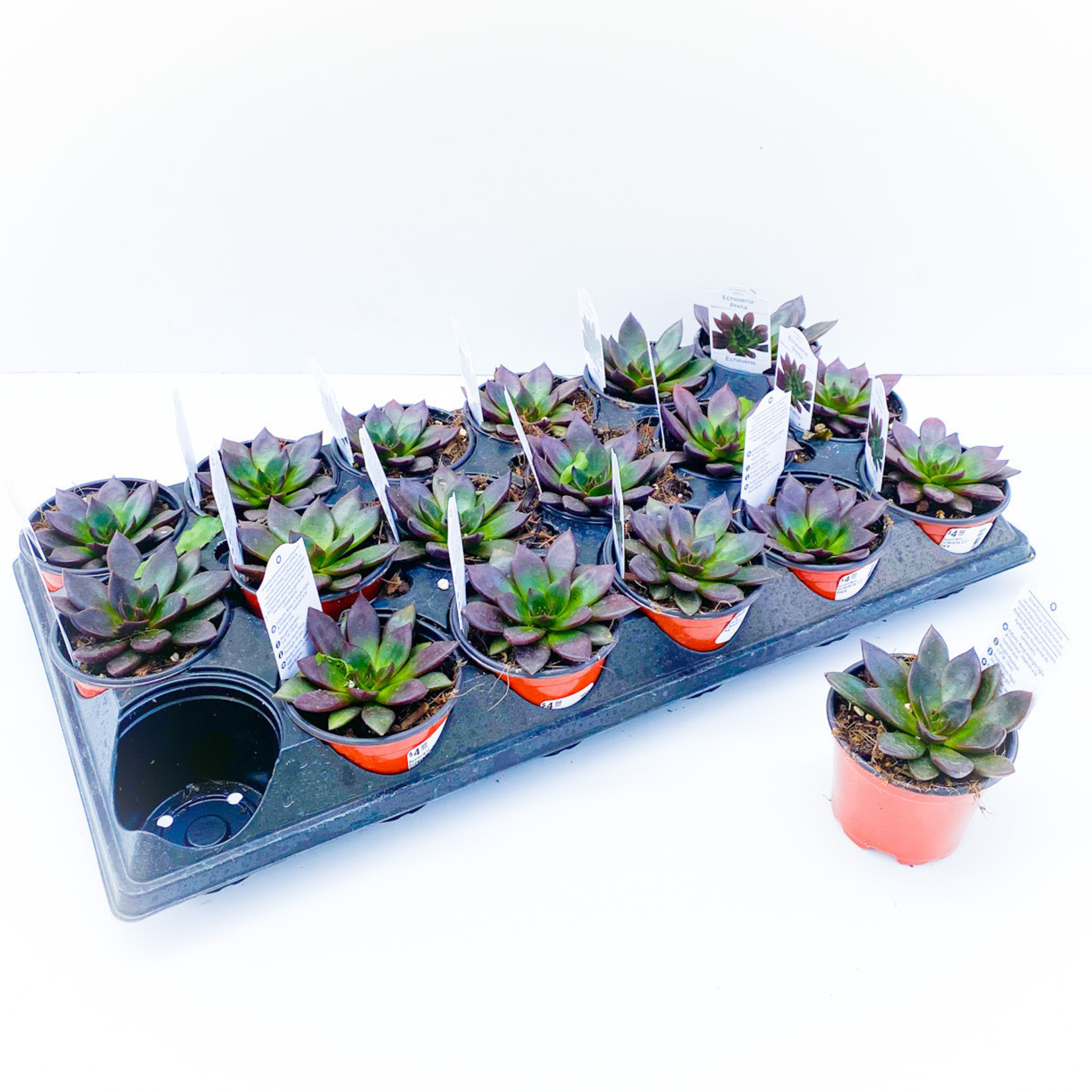Succulent - Echeveria 3.5"