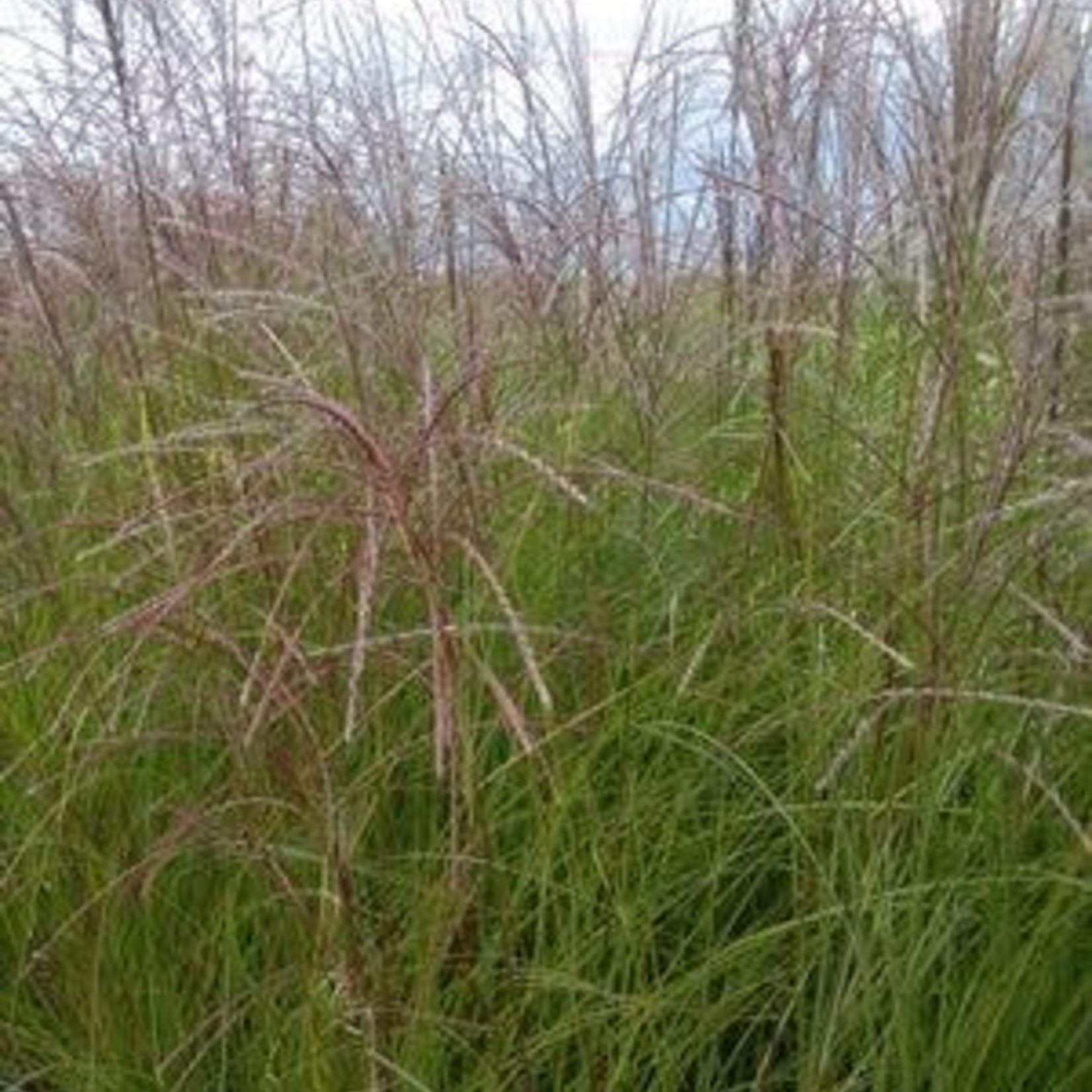 Maiden Grass - miscanthus 'gracillium'
