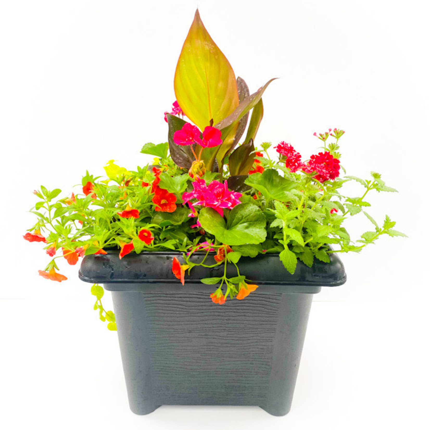 Canna Lily Assorted Mix - 14" Square