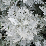 Dusty Miller - 4 Cell Pack