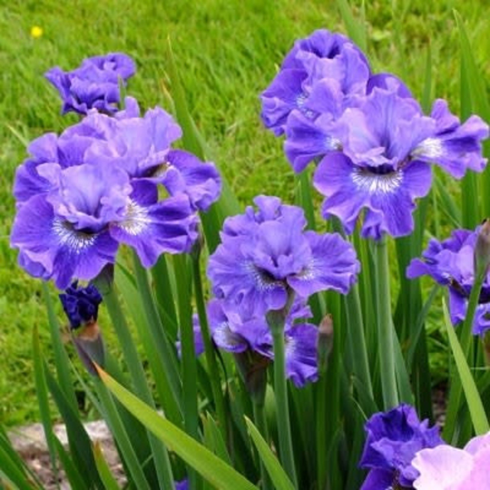 Iris Siberian 'Blueberry Fair' - 1 gal
