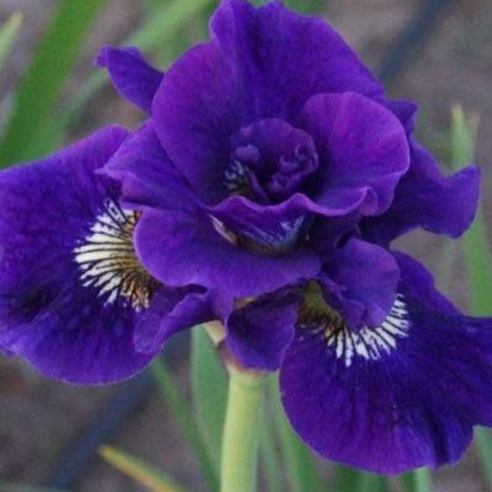 Iris Siberian 'Kaboom' - 1 gal