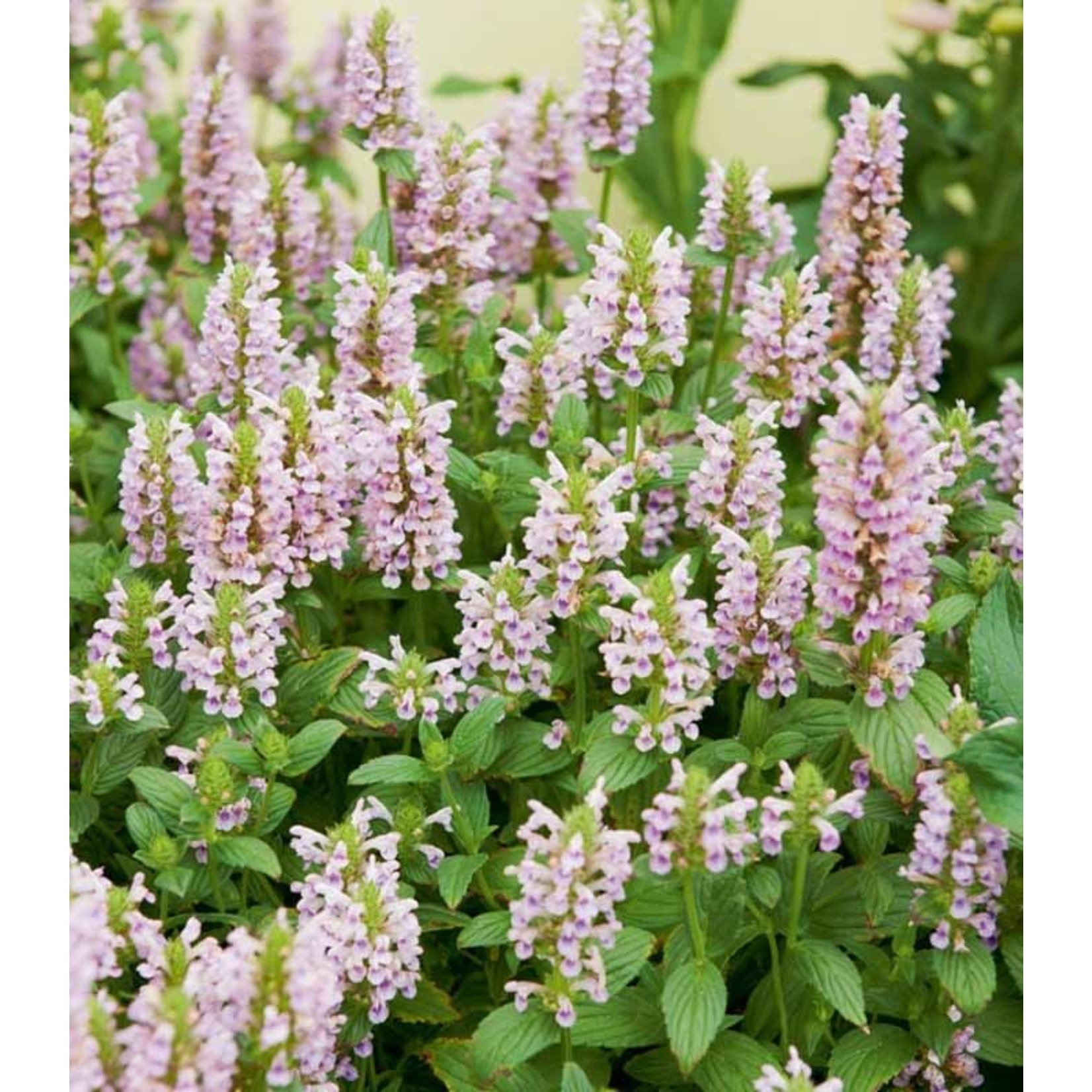 Catmint 'Nepeta Whispurr Pink' - 1 gal