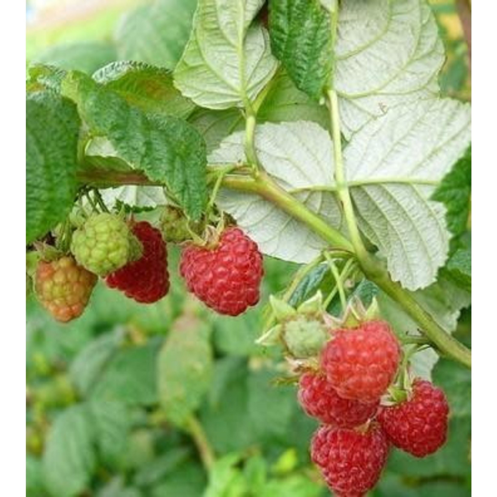 Raspberry 'Rubus Heritage' - 1 gal