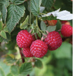 Raspberry 'Rubus Nova' - 2 gal