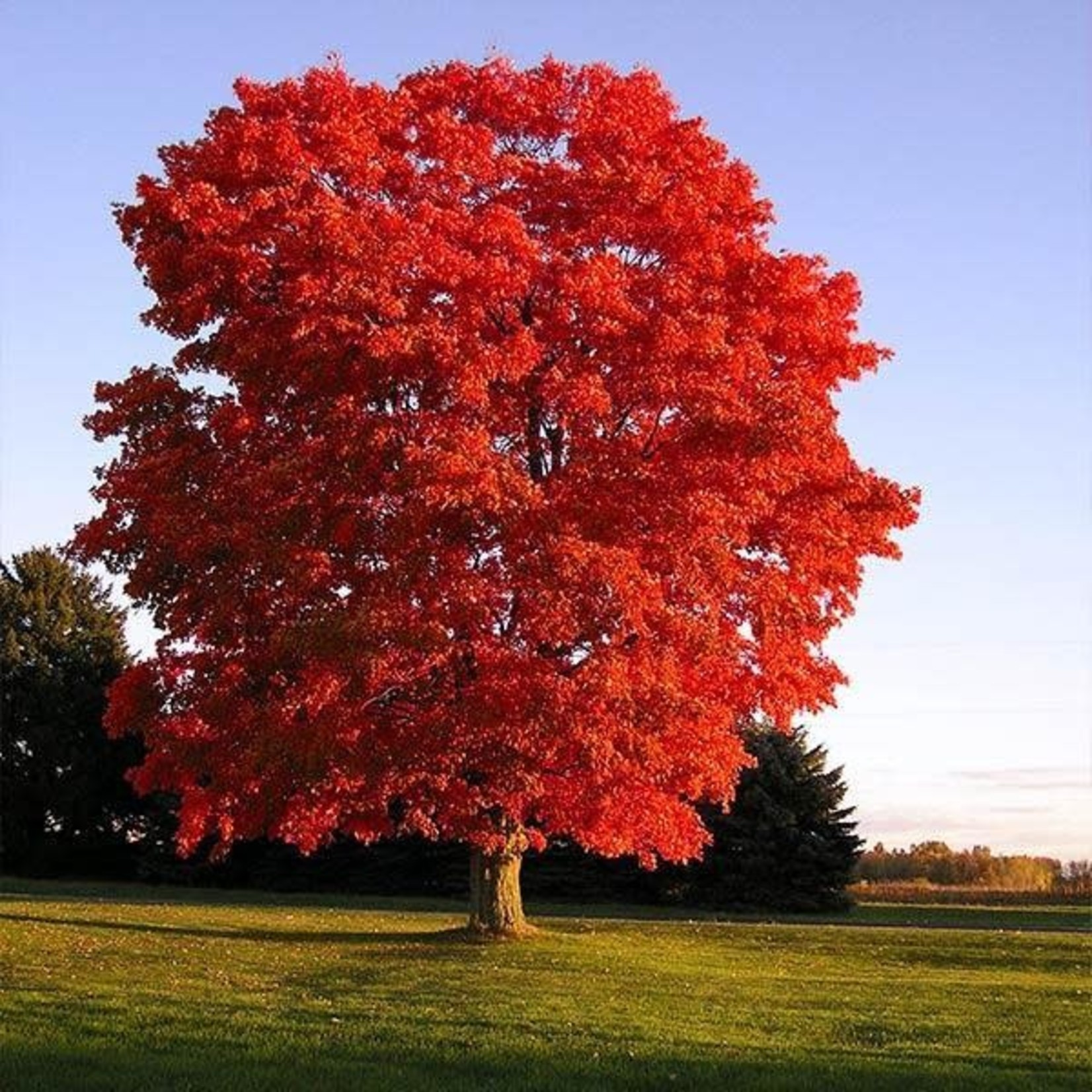 Red Maple 'Red Sunset' - 7-8' Potted