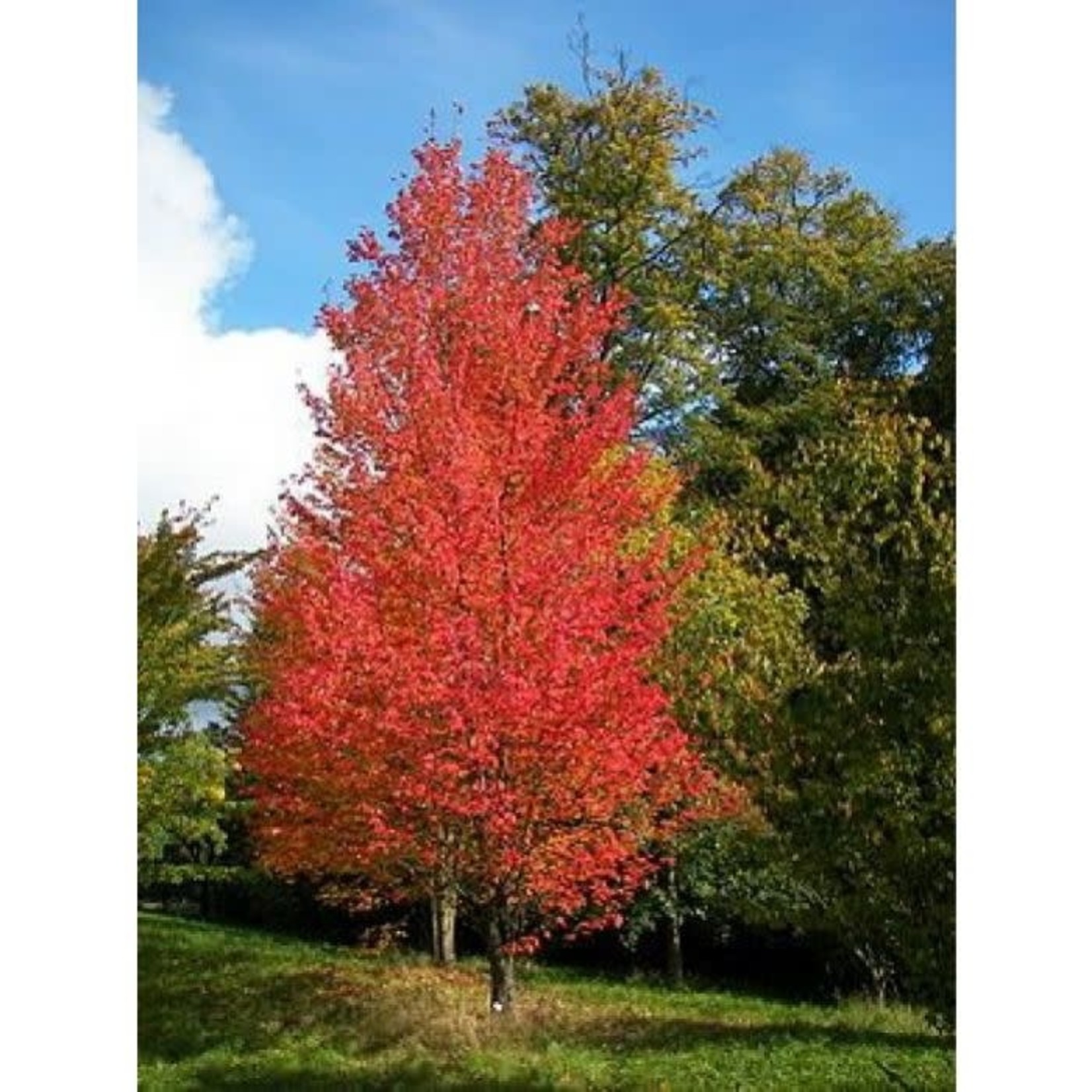 Red Maple 'Armstrong' - 7' Potted - Sandhill Nursery