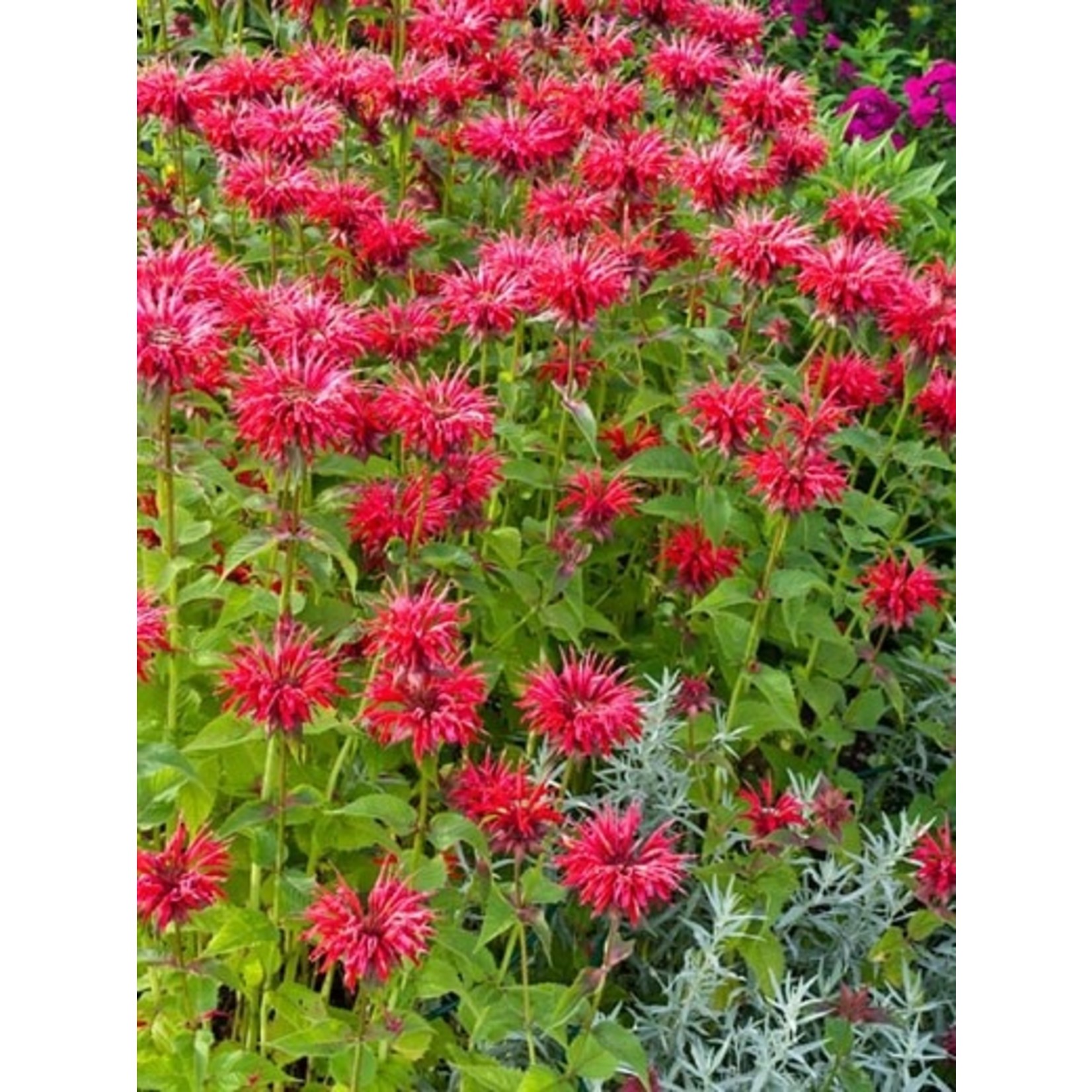 Beebalm Monarda Gardenview Scarlet 1 Gal Sandhill Nursery