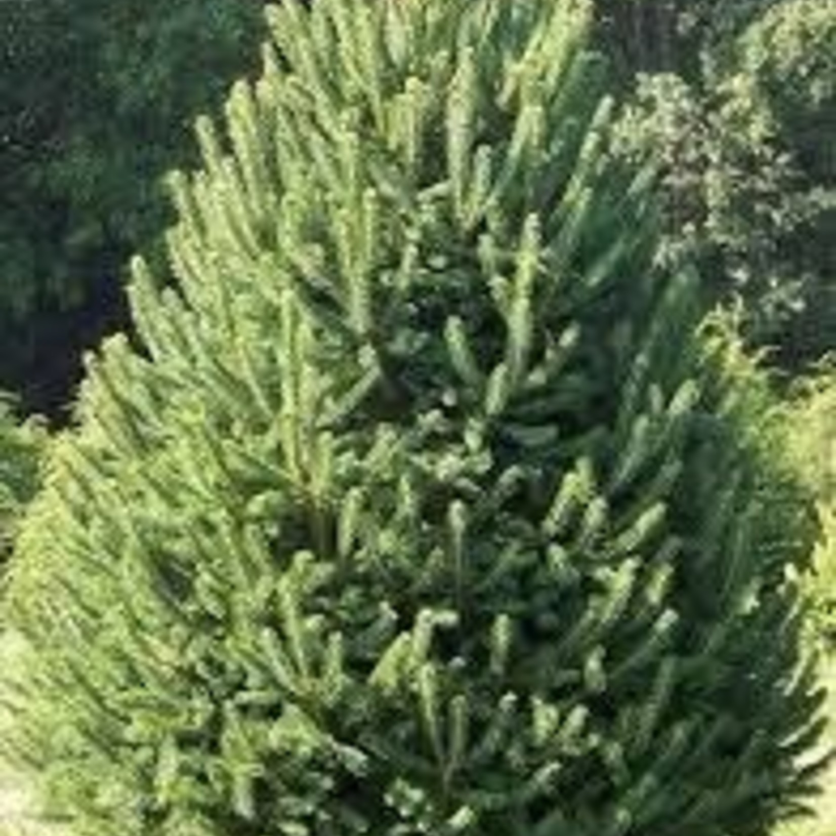 White Spruce 'North Pole' - 3-4' potted