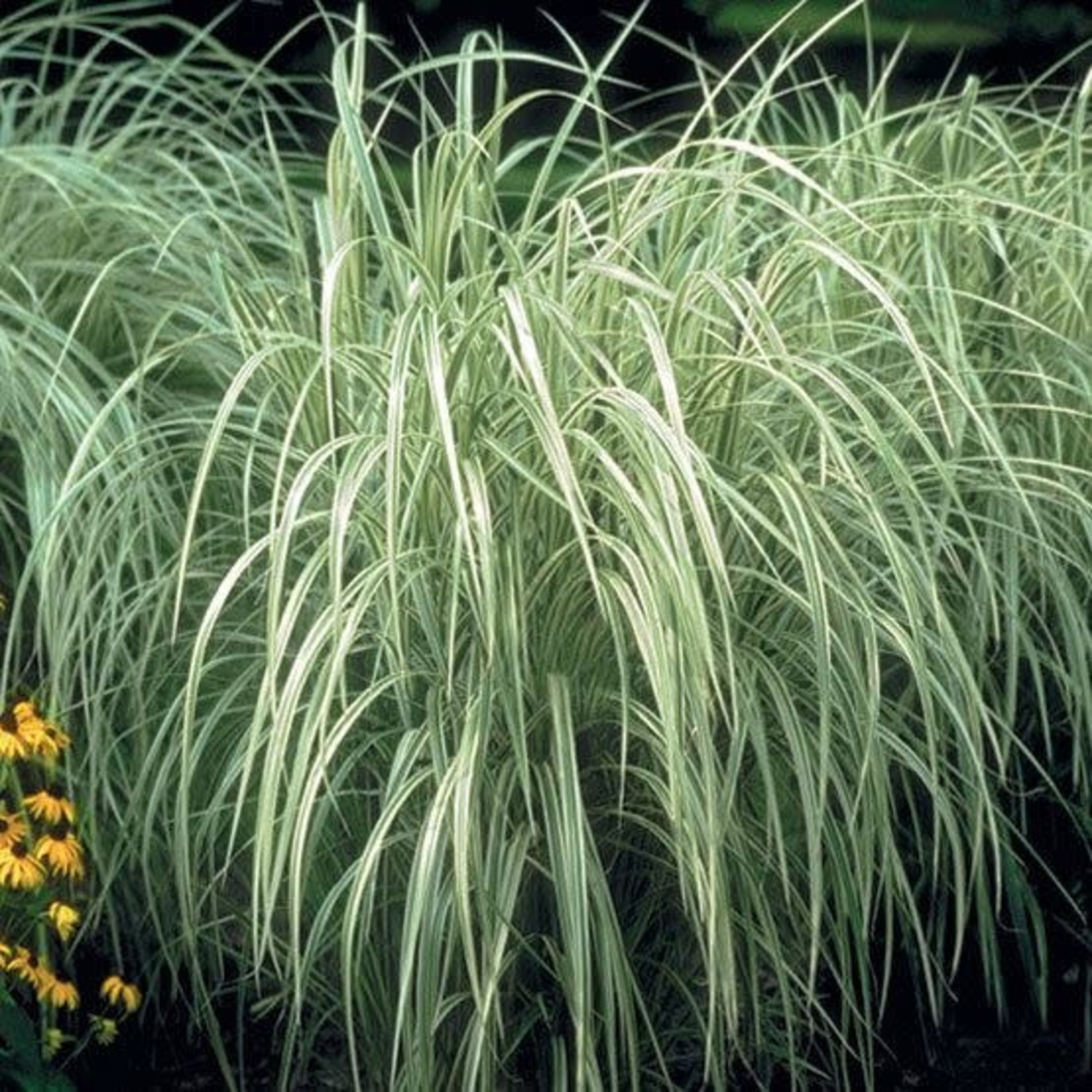 Variegated Japanese Silver Grass  'Miscanthus Sinensis'