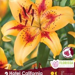 Asiatic Lily (bulb pkg) Hotel California (2 bulbs)