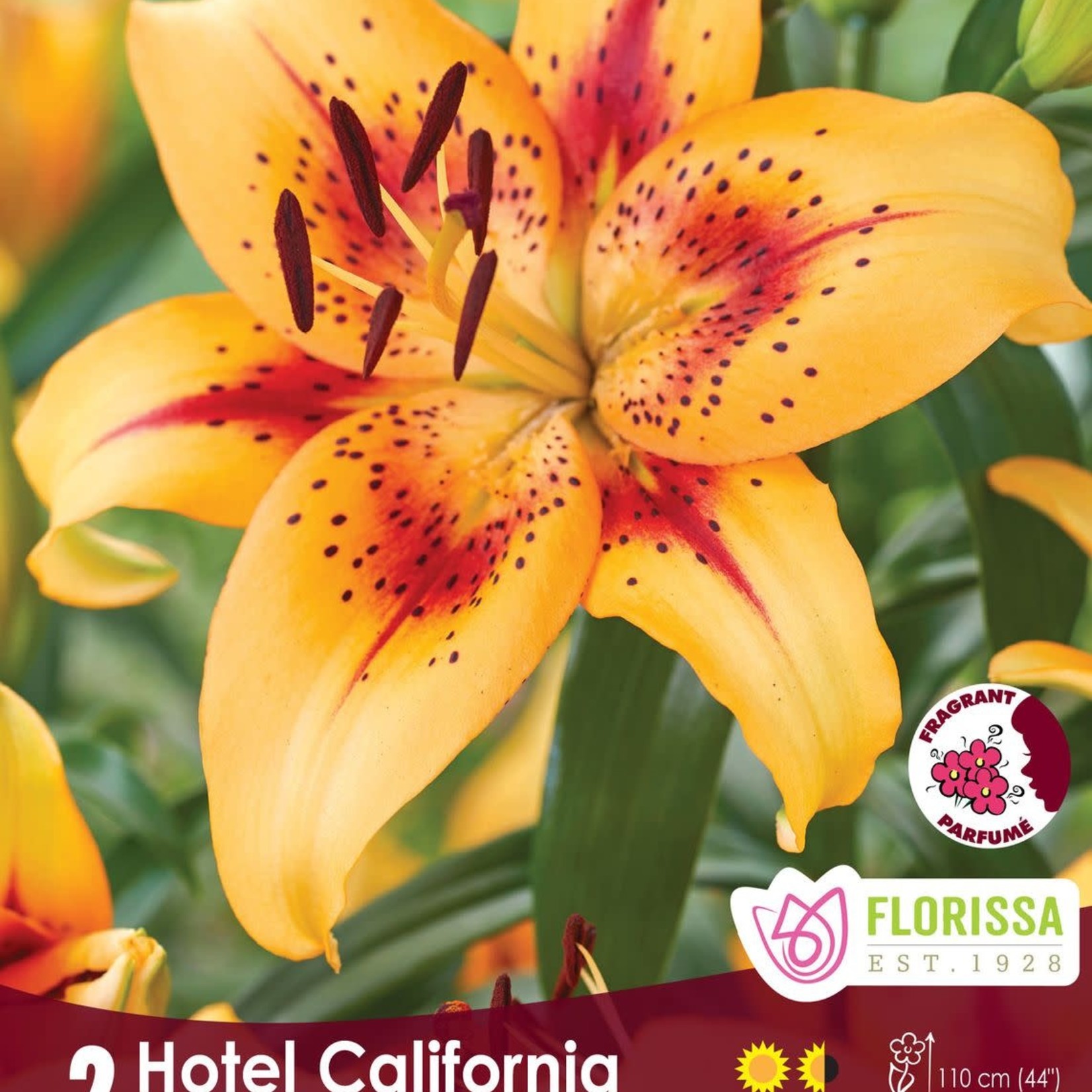 Novelty Lily (bulb pkg) Hotel California (2/pkg)