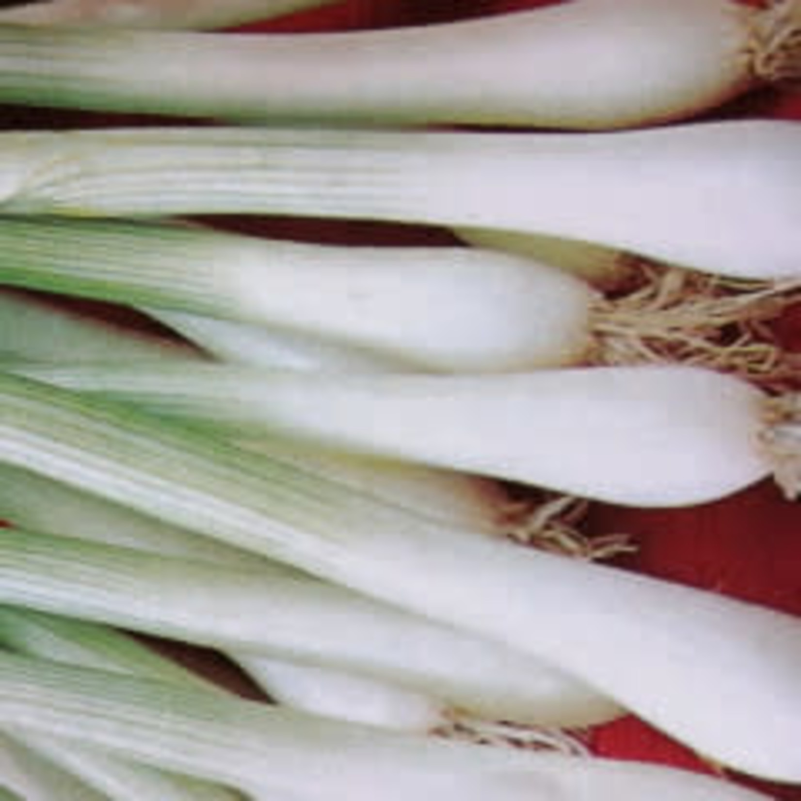 Onion (seed pkg)