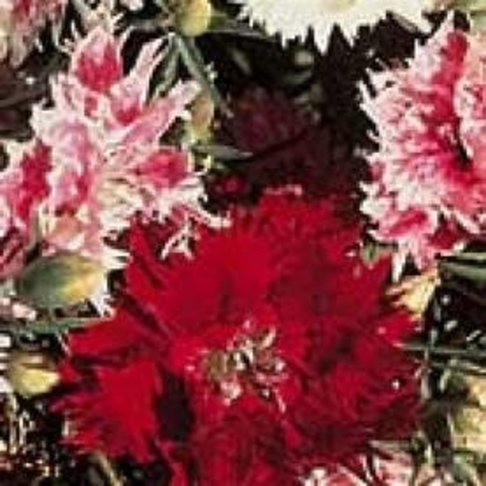 Dianthus (seed pkg) Chinese Double Mix