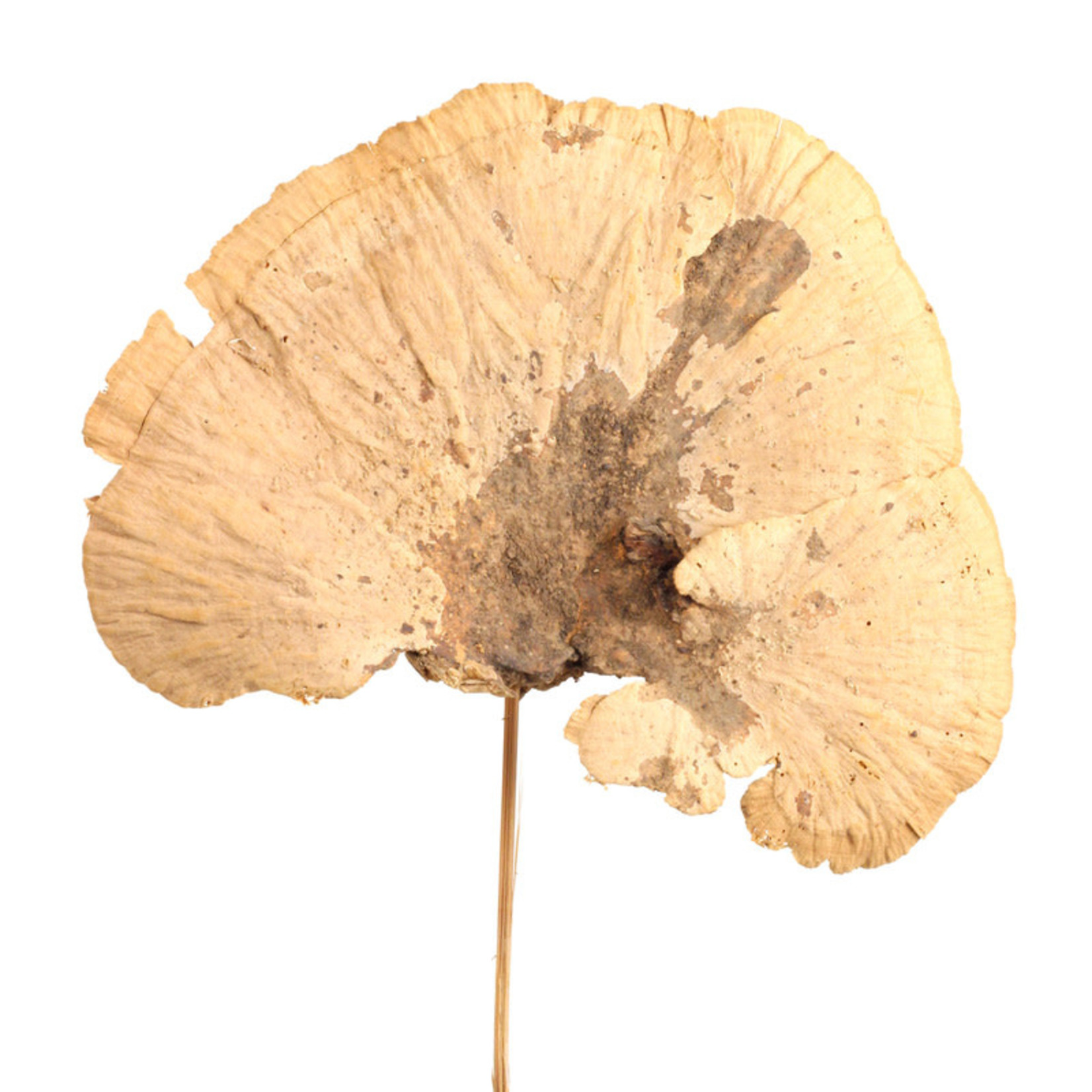 Pick- Sponge Mushroom - Natural - single