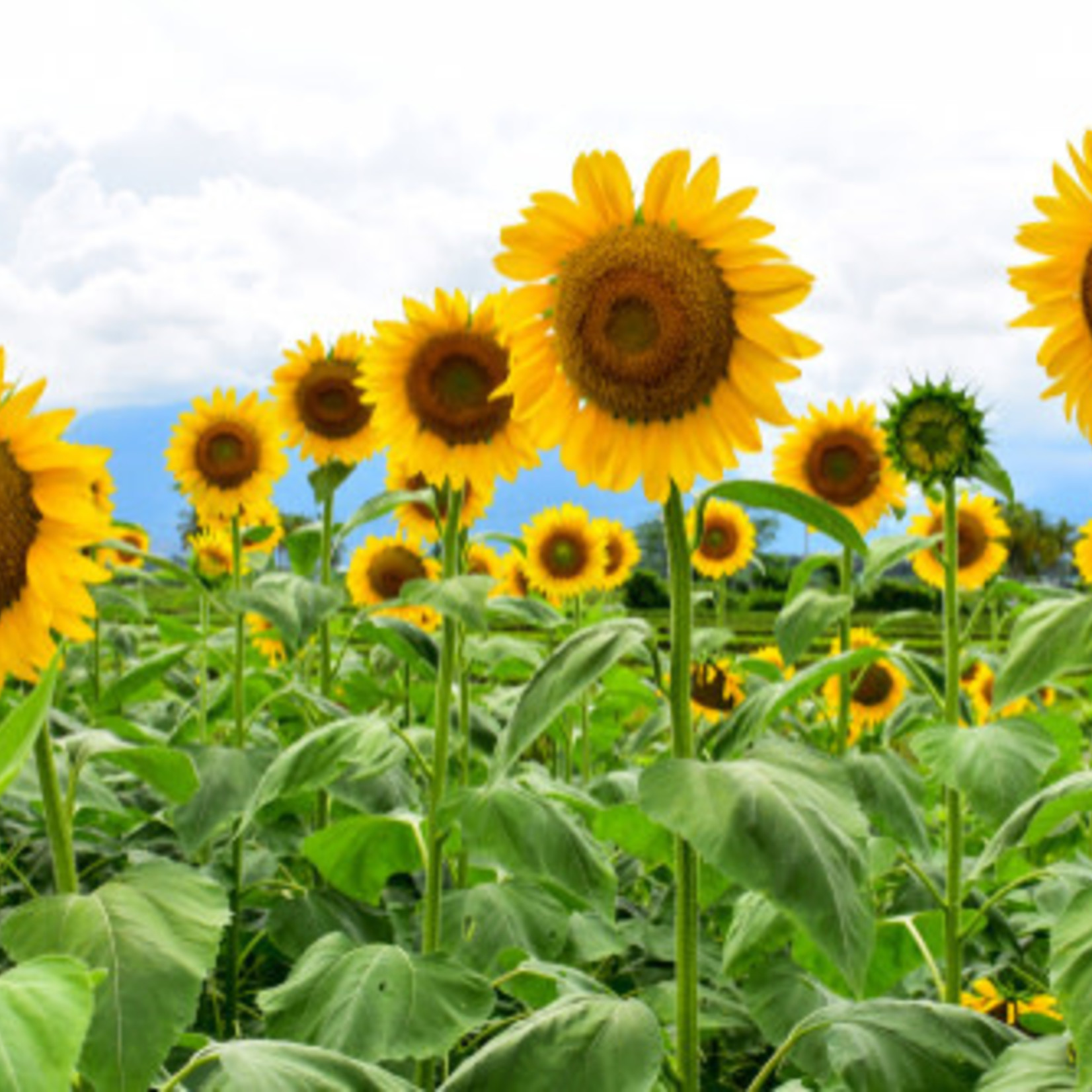 Sunflowers (seed pkg)