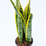 Snake plant - Sansevieria 'Trifasciata' - 17 cm