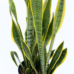 Snake Plant - Sansevieria 'Tri Laurentii' - 10" pot