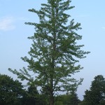 Maidenhair Tree 'Ginko Biloba' - 6' Potted