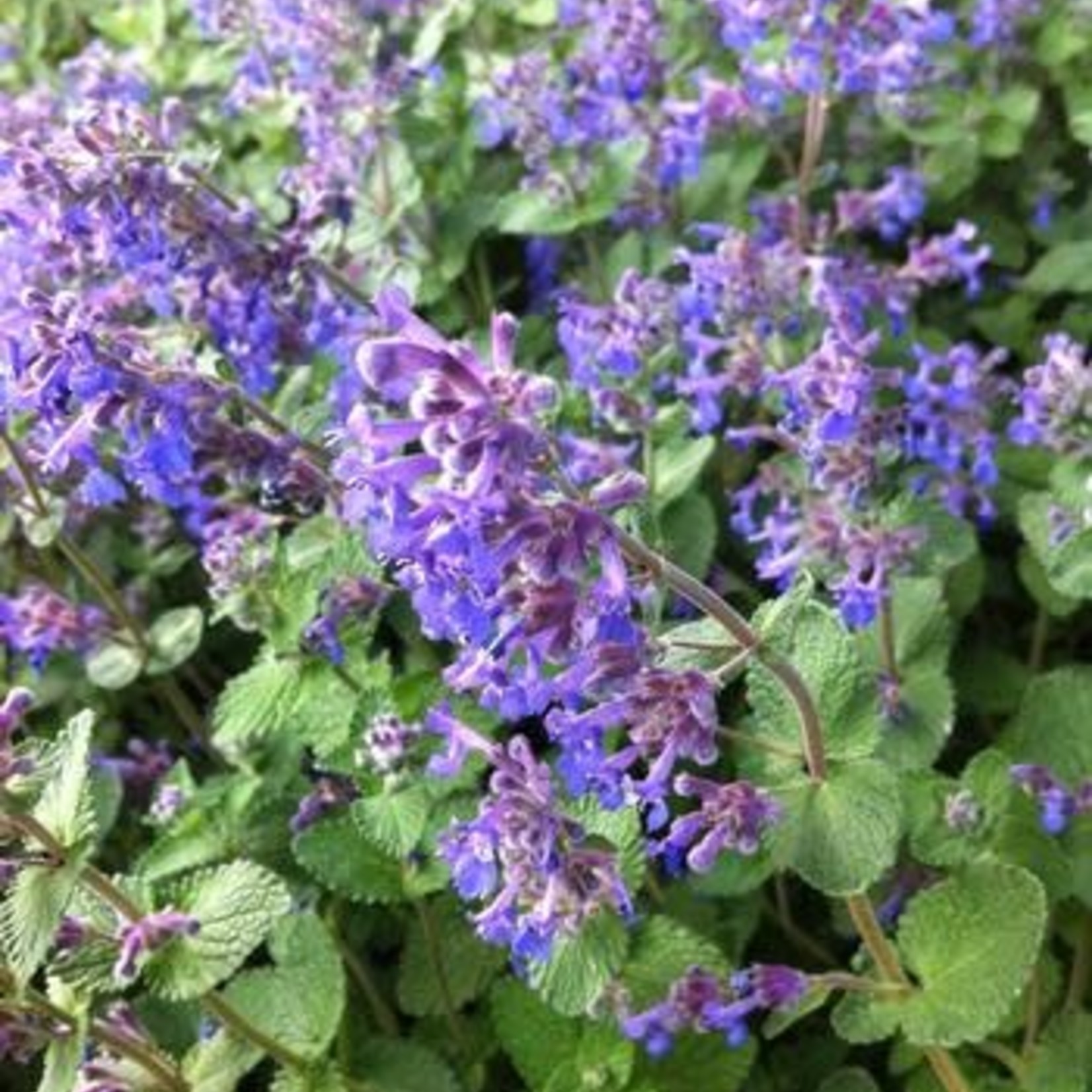 4" Perennial\ Catmint 'Walkers Low' - 4"