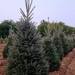 Spruce 'Montrose Charm' 2-3' potted
