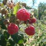 Raspberry 'Rubus Pathfinder' - 2 gal