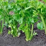 Celery 'Giant Pascal' - 4 Cell Pack