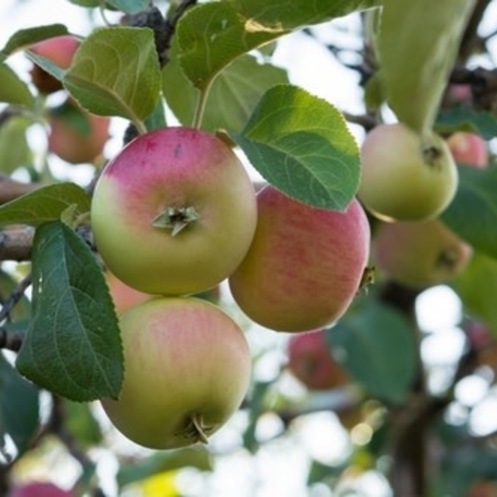 Apple 'Norland' - 3-4' Potted