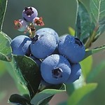 Blueberry - Vaccinium 'Polaris' - 2 gal