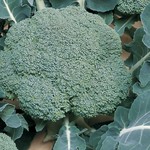 Broccoli 'Castle Dome' - 4"