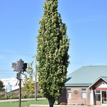 Oak - Green Pillar 45 mm
