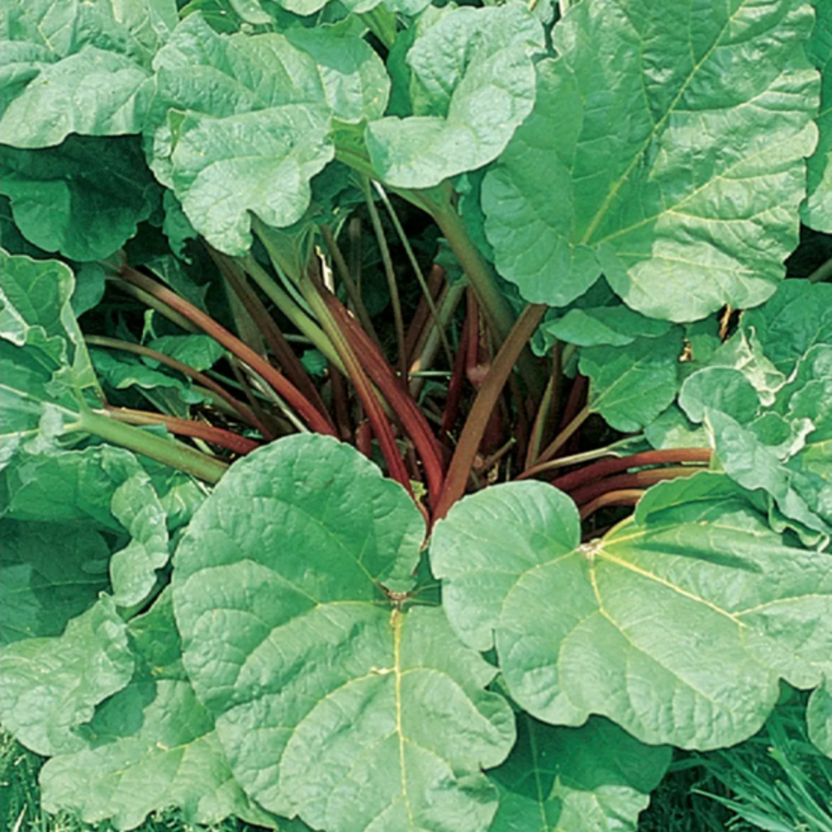 Rhubarb 'Victoria' - 1 gal
