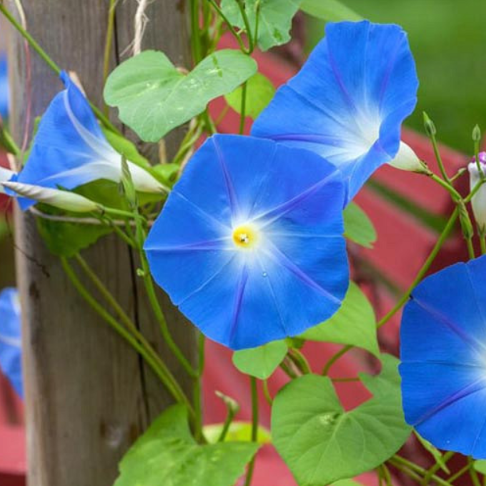 Morning Glory 'Heavenly Blue' - 2 cell pack