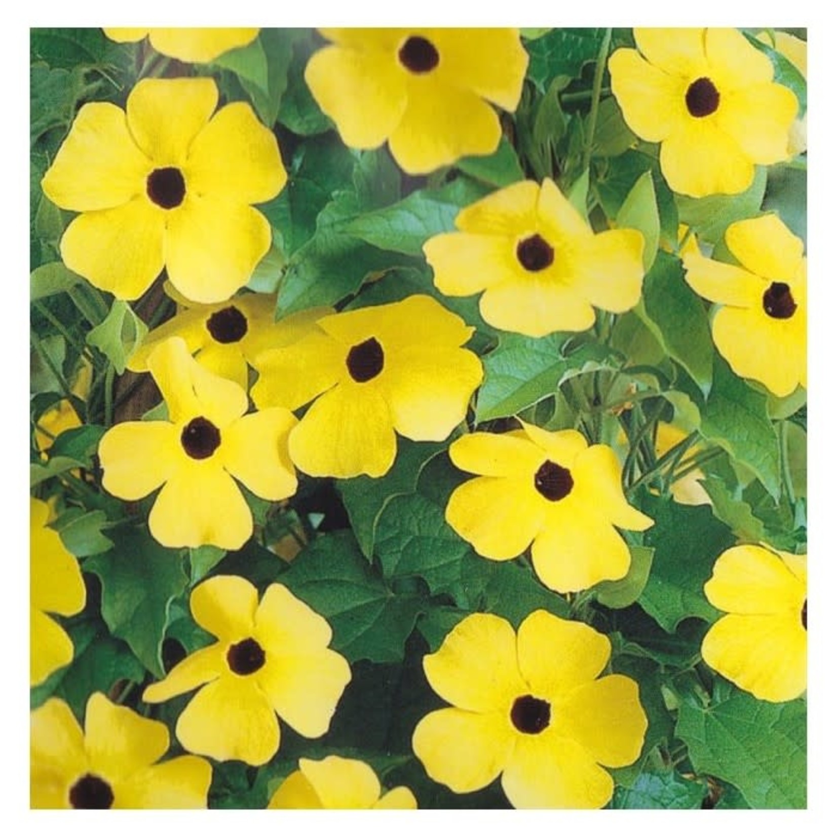 Thunbergia - Black Eyed Susan Vine 'Yellow Eye' - 4.5"