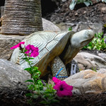 Statuary - Theodore the Turtle