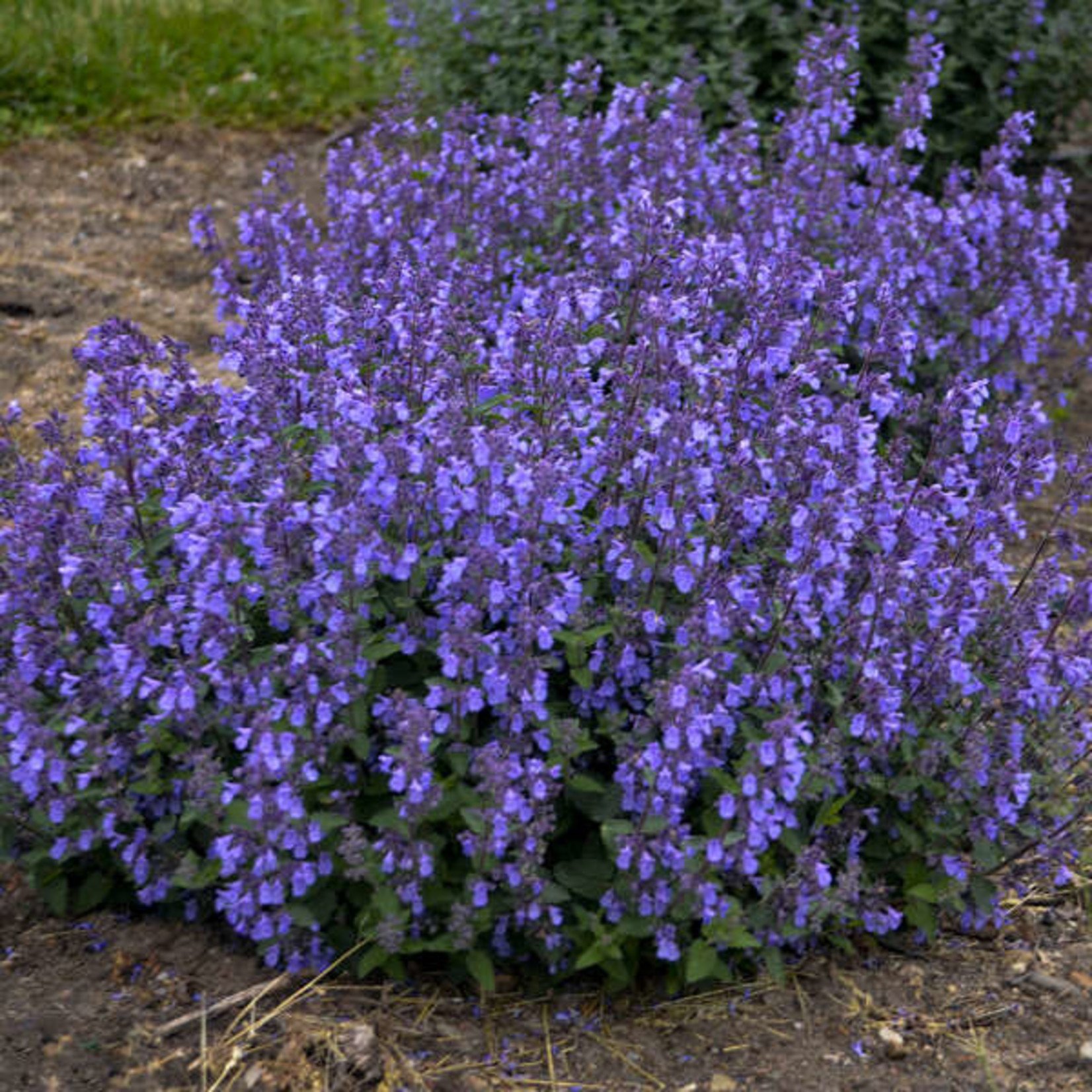 Catmint - Nepeta 'Picture Purrfect' - 1 gal