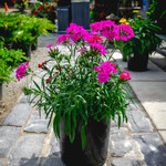 Dianthus 'Mixed' - 2 gal GS