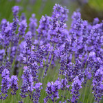 Lavender - Lavandula Hidcote 2 gal