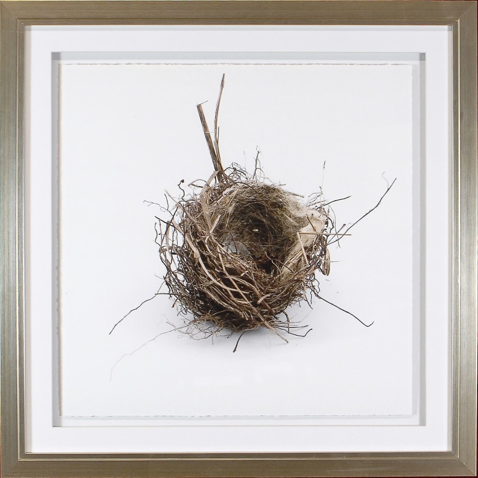 Art - Simply Nests I 20" x 20"