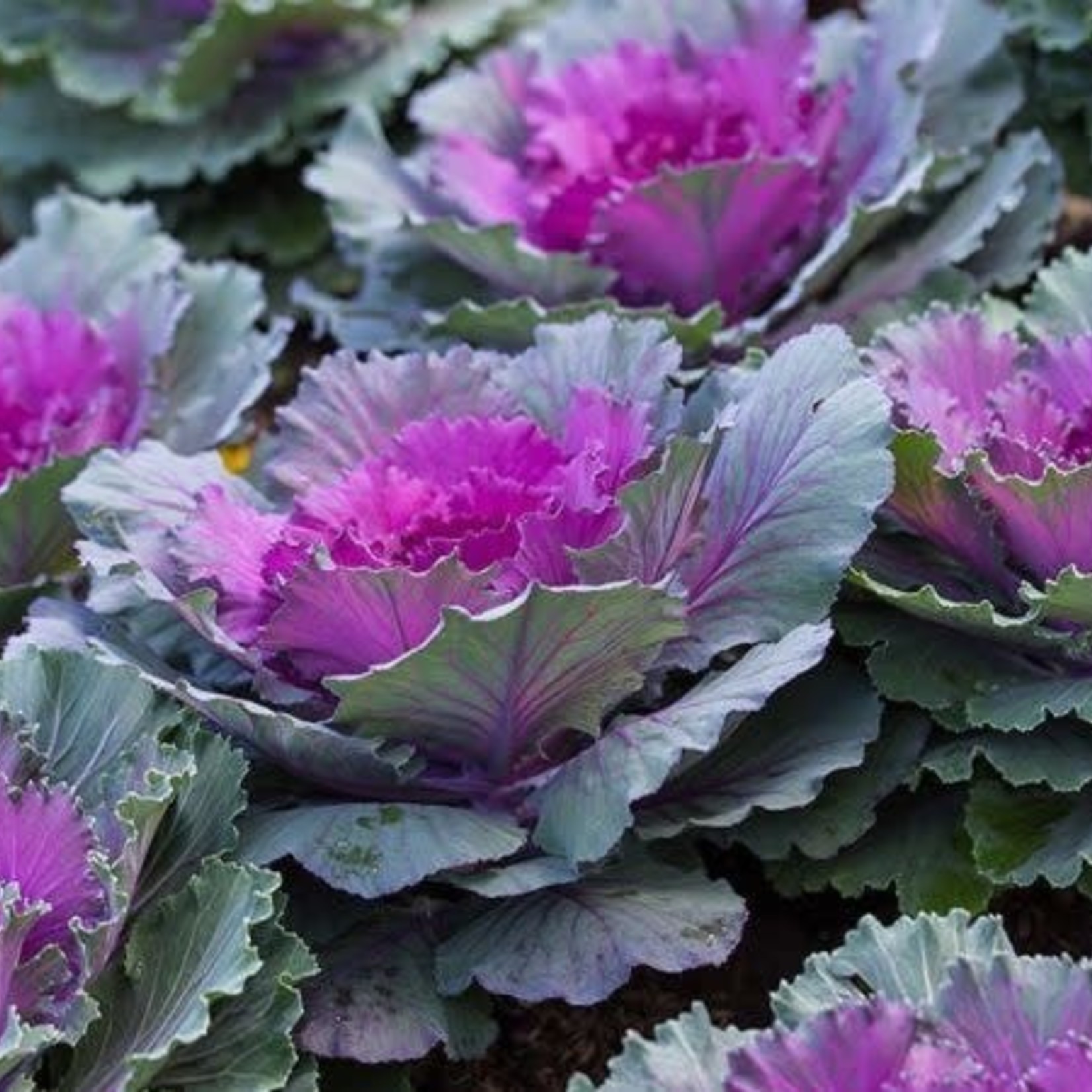 Flowering Kale 10"