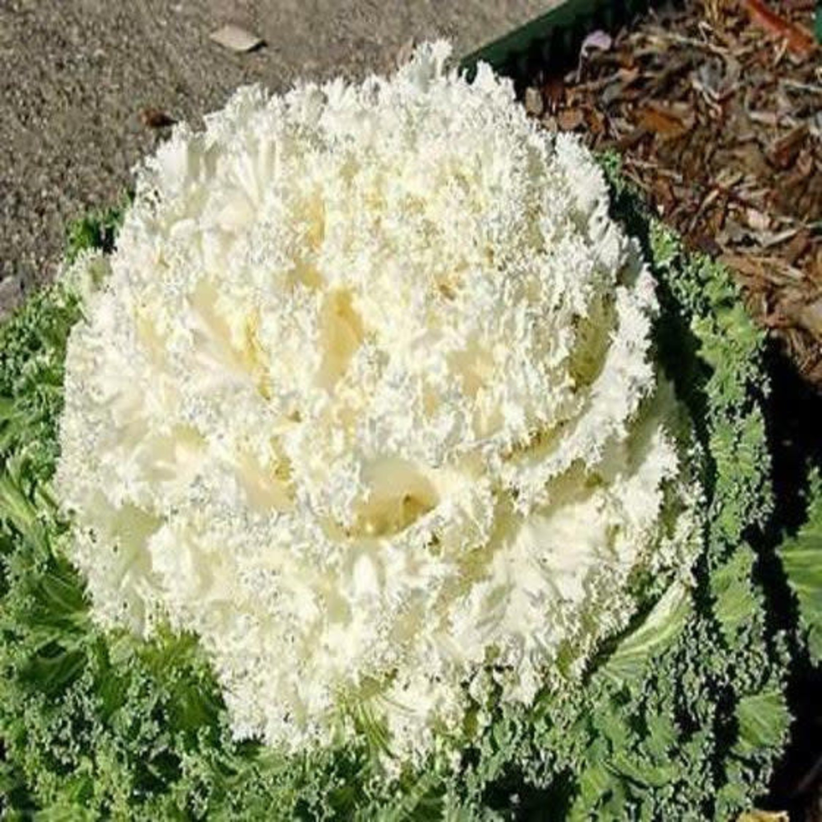 Flowering Kale - 1 gal