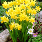 Narcissus (bulb pkg) Tete a Tete (20 pack)
